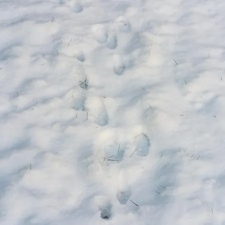 With Sauna * Rovaniemi